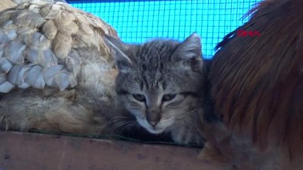 TRABZON Yavru kedi, horoz ve tavuklarla birlikte kümeste yaşıyor