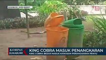 King Cobra Besar Masuk Kawasan Penangkaran Penyu