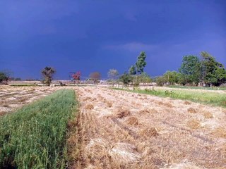 खेत से गेहूं का ट्रैक्टर निकालने की बात को लेकर महिला से मारपीट