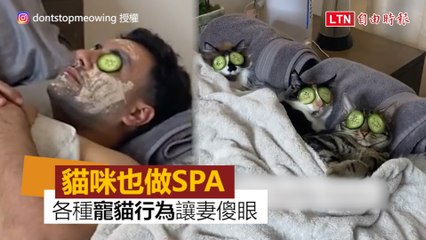 每天回家都有驚喜！ 奴才爸「趁妻不在家」偷帶貓咪們做SPA