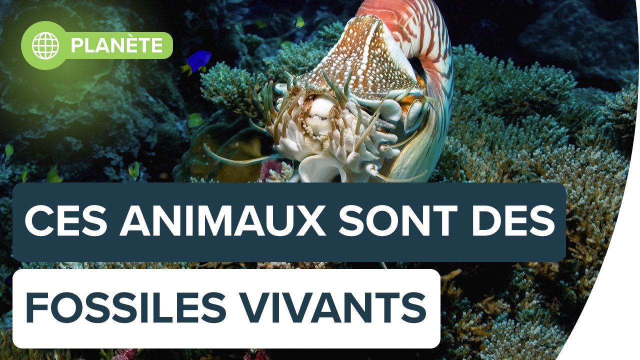 5 animaux qui sont des fossiles vivants | Futura