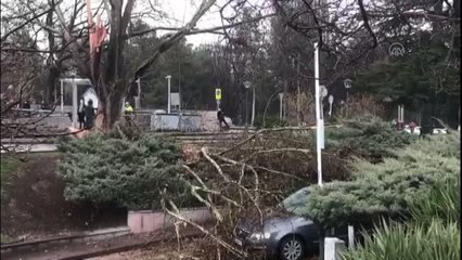 TBMM yerleşkesindeki bir ağaca yıldırım isabet etti