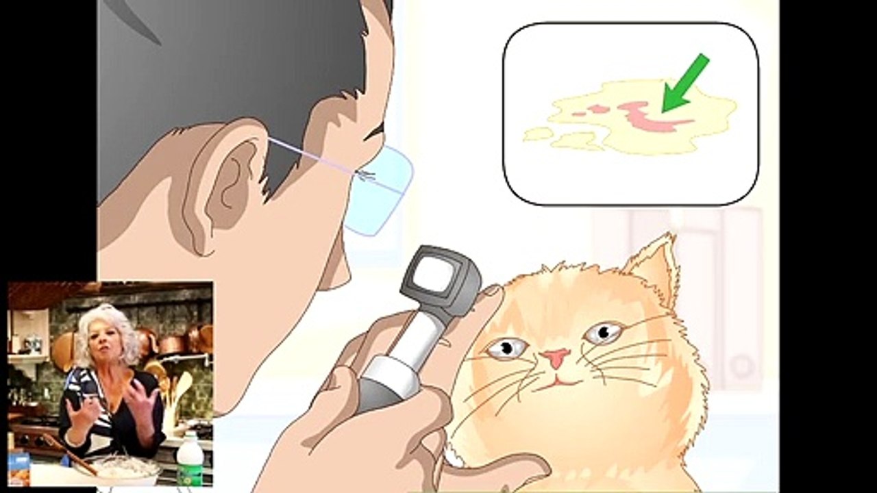 Stop Recurring Urinary Tract Infections in Cats