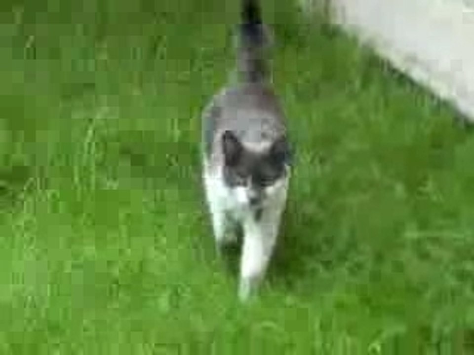 Un chat qui attaque