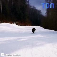 Une course-poursuite folle entre un randonneur et un ours !
