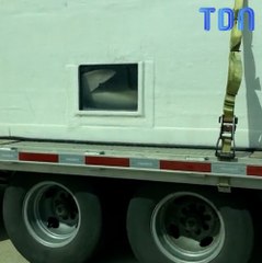 Avez-vous déjà vu... des requins sur l'autoroute ? Maintenant, oui !