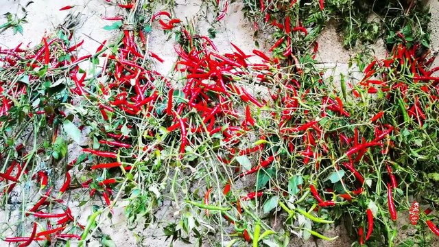 Fried chili rings halal - Muslim Chinese Food
