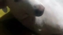 my dog.