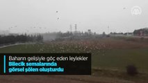 Baharın gelişiyle göç eden leylekler Bilecik semalarında görsel şölen oluşturdu