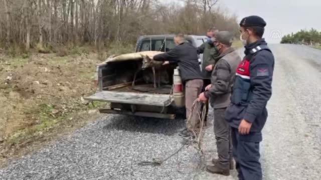 Barajda mahsur kalan karacayı jandarma kurtardı