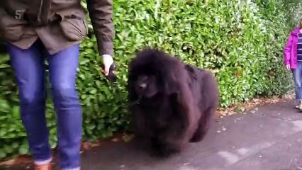 Dogs Behaving (Very) Badly S03E03 (19 Jan 2021)
