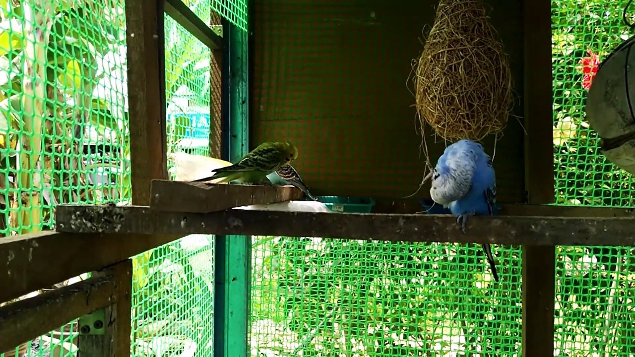 Lovebirds