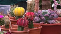 bd-cuidado-de-cactus-y-suculentas-220321