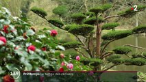Printemps : quand les cerisiers japonais se parent de fleurs roses