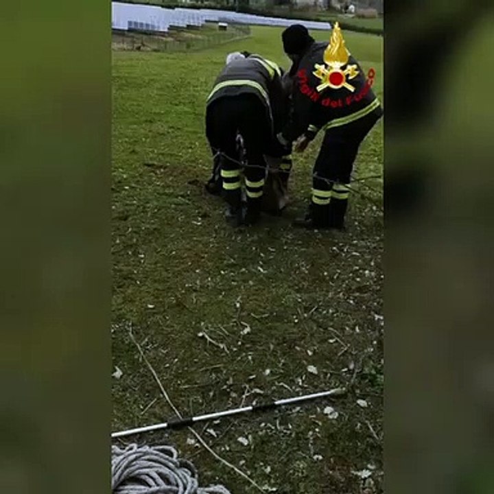 Folignano (AP) - Liberato capriolo incastrato in una rete a Piane di Morro (22.03.21)
