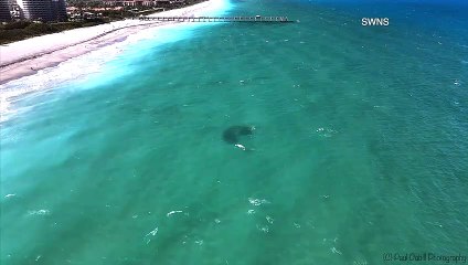 Jawesome Footage! Drone Record Blacktip Shark Chasing School of Blackfish!