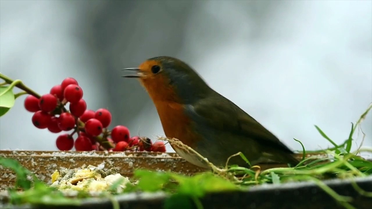 ラヴェル　水の戯れ　Ravel   Jeux  d'eau    環境動画