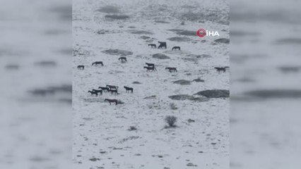 - Yılkı atları amatör kamerayla görüntülendi