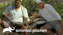 Animais que acabaram deixando o Frank sem palavras | Wild Frank | Animal Planet Brasil