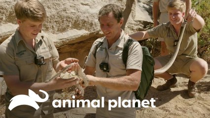 Robert vê uma cascavel pela primeira vez | A Família Irwin: Robert ao resgate | Animal Planet Brasil