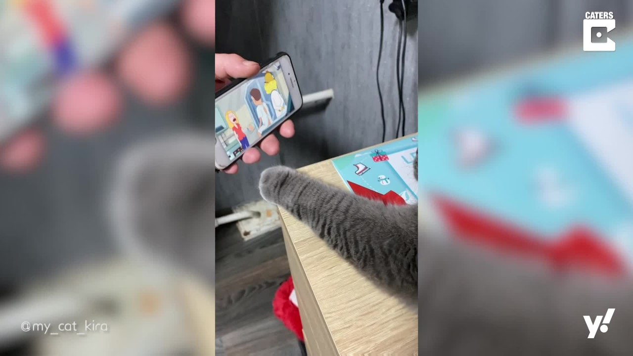 Katze schaut gerne Cartoons auf dem Smartphone
