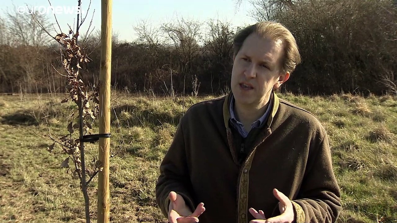 Gesucht: eine Strategie für Schutz und Wiederaufforstung von Europas Wäldern