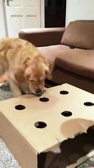 Golden Retriever Bamboozled by Sausage Game
