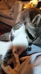 Raccoon Helps Cat Keep Clean