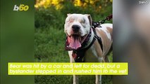 After a Tragic Accident, This Pitbull Found His Forever Home