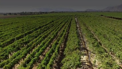 A Guide to Buying and Drinking Sustainable Wine