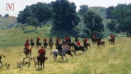 Hunting Dogs Chase This Calf Before Making an Incredible Escape