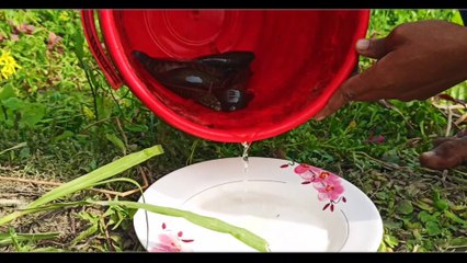 Incredible Scorpion Fish And Snakehead Fishing Video 2021  in My Village Pond