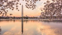How You Can Watch the 2021 D.C. Cherry Blossoms Bloom From Home