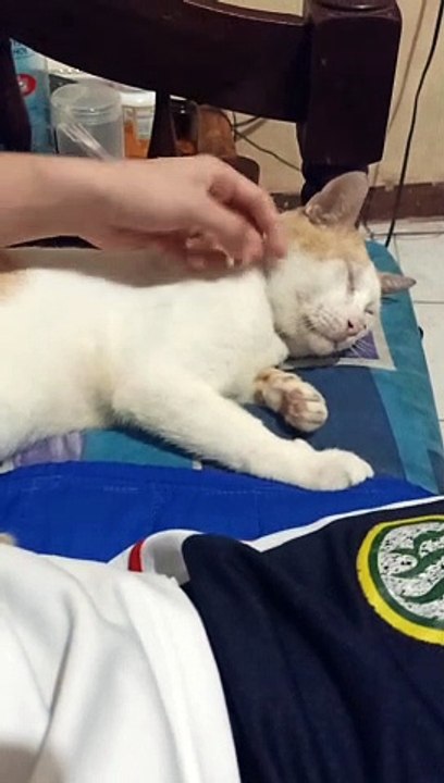 my cat