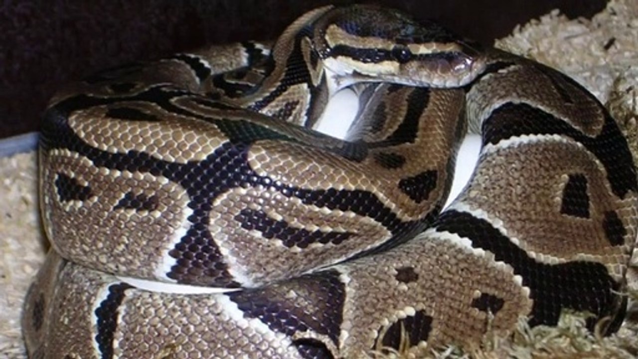 Why Snake Eats Its Own Eggs?