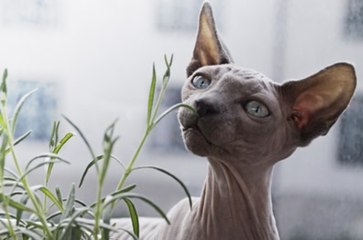 Six Deadly Plants for Dogs and Cats