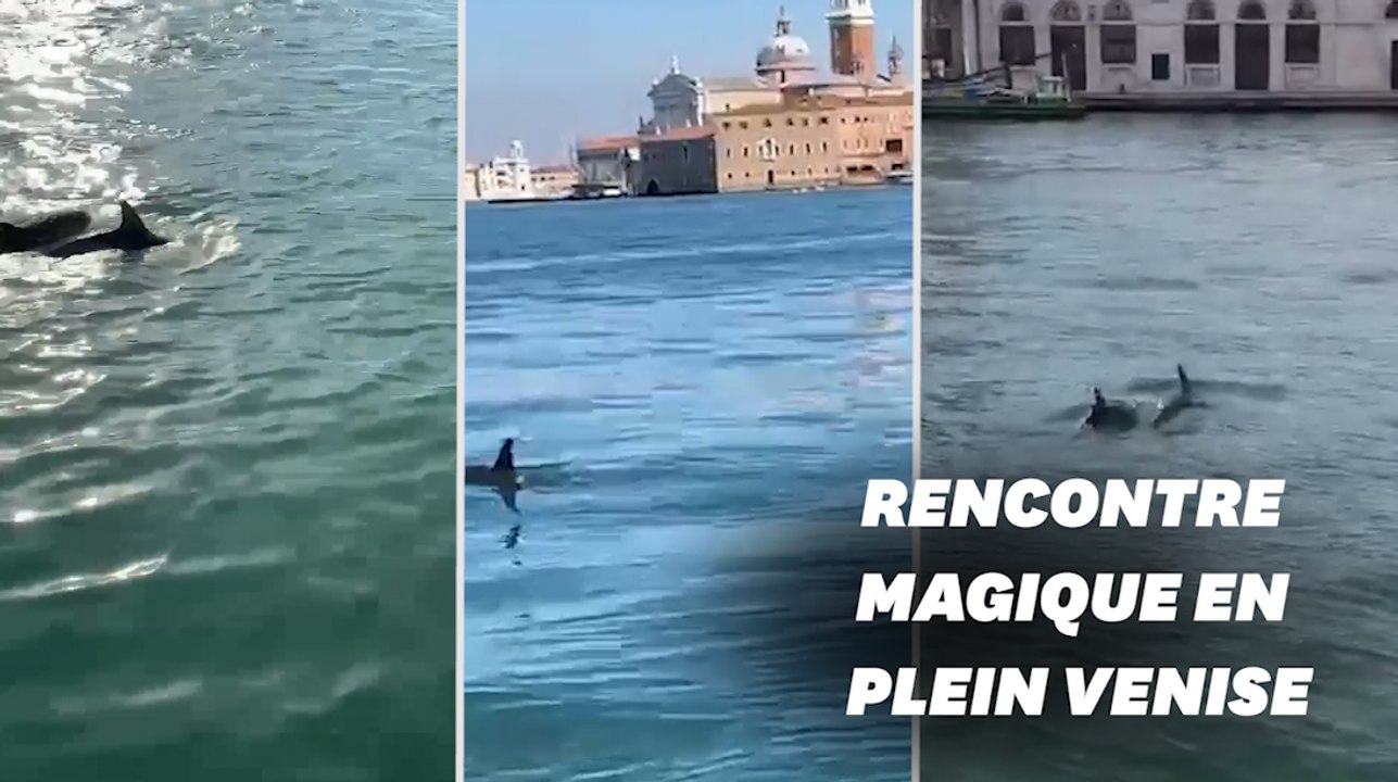 Deux dauphins filmés dans la lagune de Venise