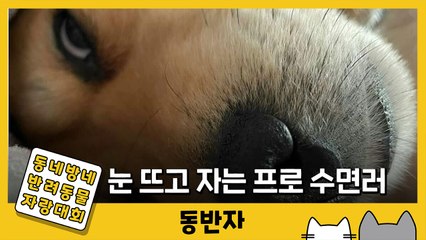 [동반자] '꾸벅꾸벅' 매력…11살 어르신 장군이 / YTN