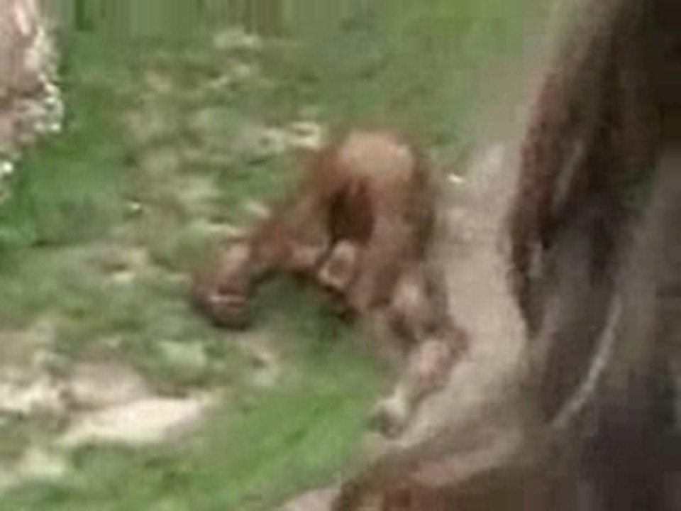 monkey peeing in his own mouth (heetmail.nl)