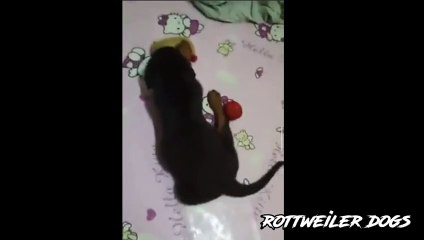 3 weeks old rottweiler