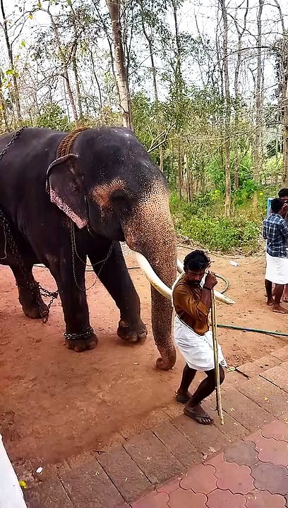 elephant walking steps