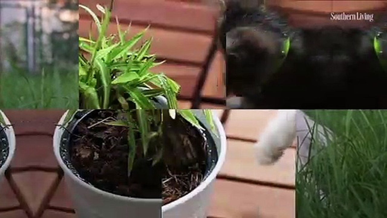 Six Deadly Plants for Dogs and Cats video Dailymotion