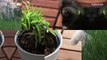 Six Deadly Plants for Dogs and Cats