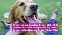 The American Kennel Club Reveals the Most Popular Dog Breeds in the Country