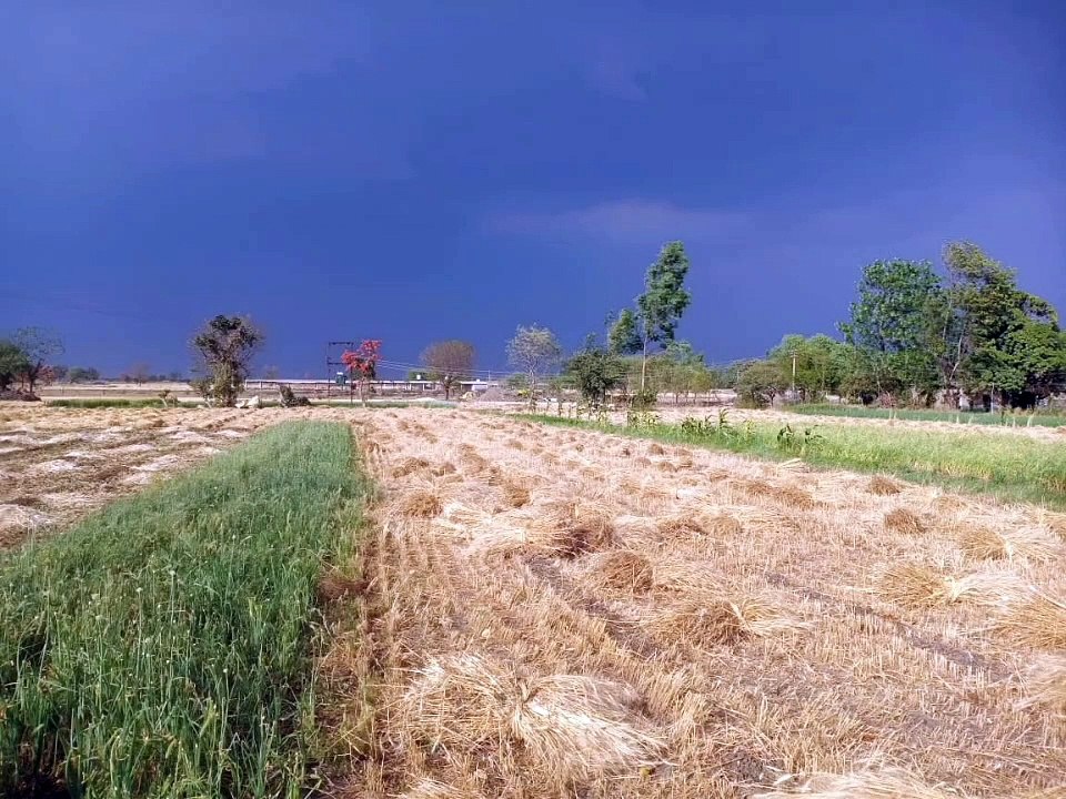 खलिहान में पड़े गेहूं में लगी आग, फायर ब्रिगेड पहुंचने के पहले जल चुकी थी फसल