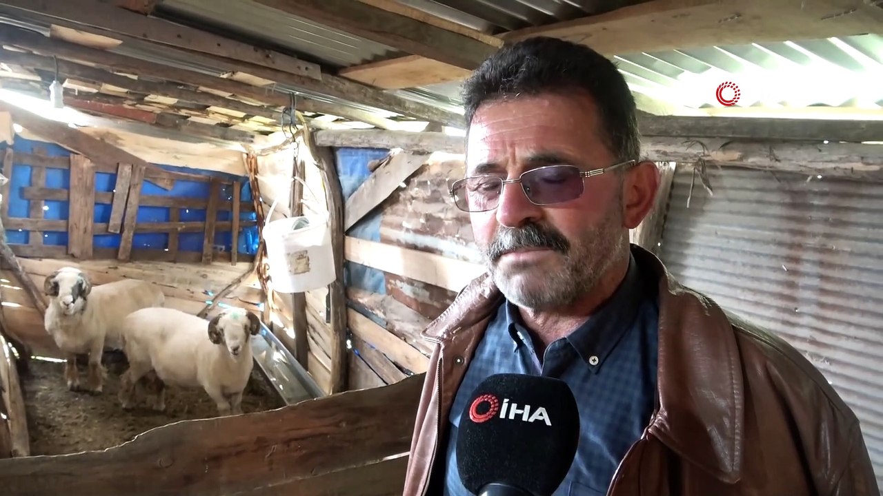 Dev koçlar 90 kiloya ulaştı