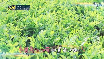 [예고] 봄 향기 가득♡ 환상의 조합! 삼겹살과 미나리의 만남!