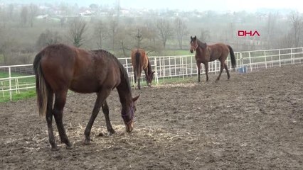 DÜZCE At pansiyonunda 5 yıldızlı hizmet
