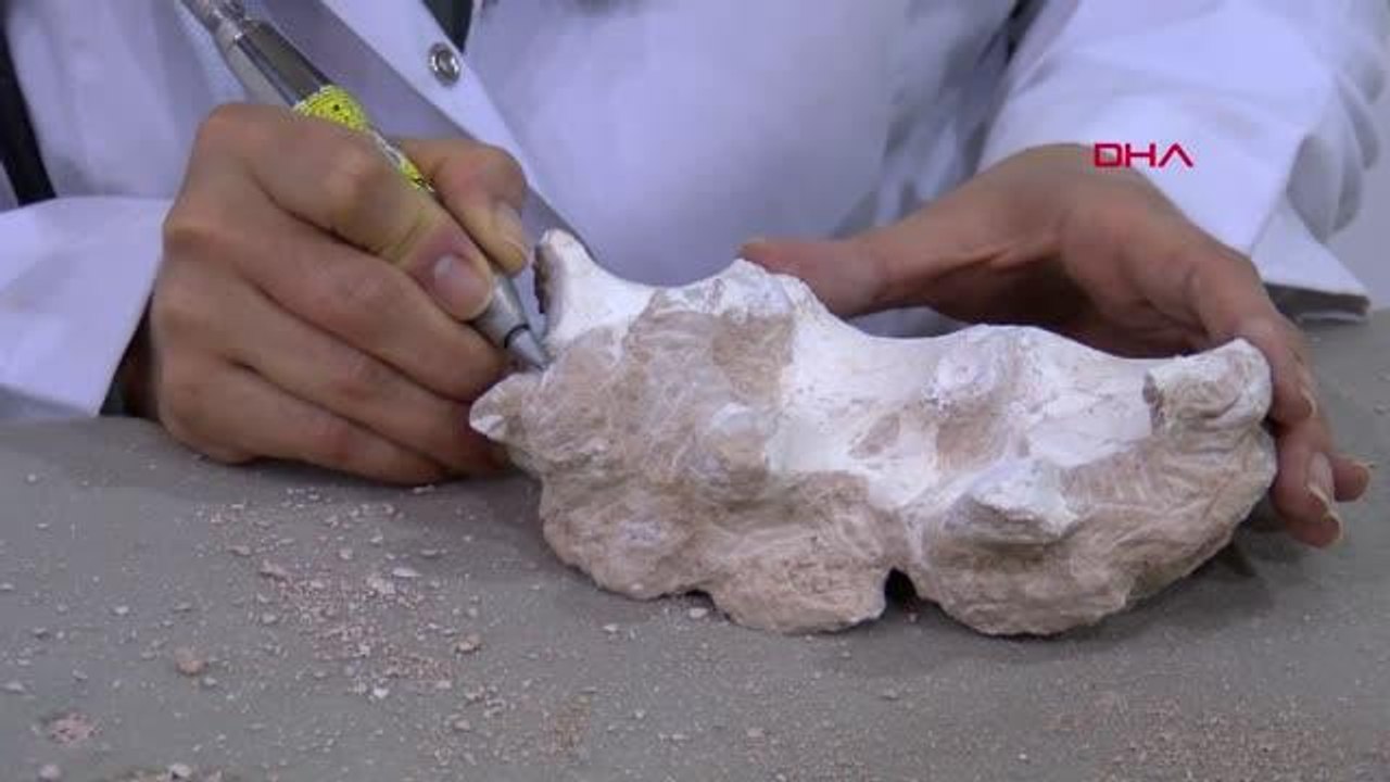 KAYSERİ-Kayseri'de 3 yılda bine yakın fosil bulundu