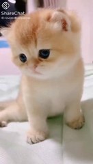 cute cat